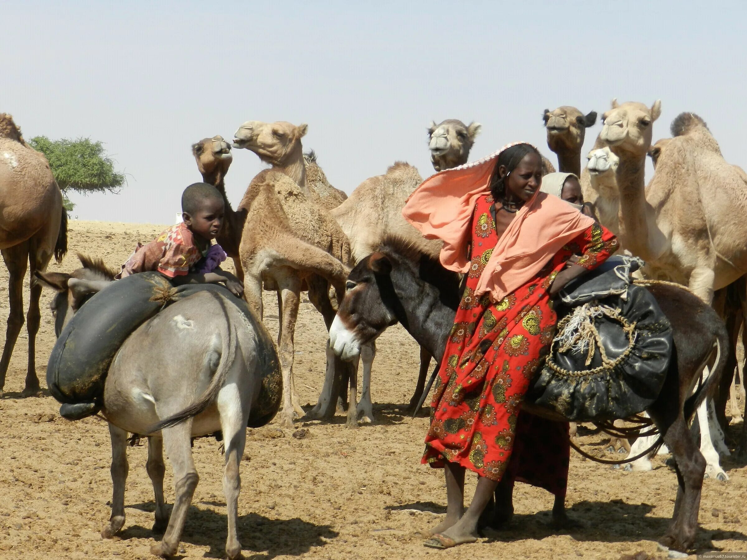 Тибетская лошадь. Бедуины в африке. Караван бедуинов. Кочевники пустыни. Пустыня верблюды караван.