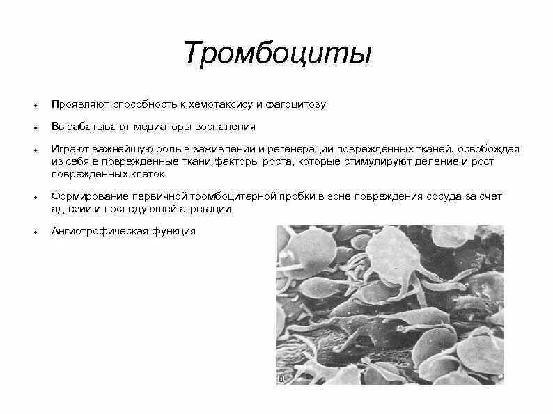 Какие клетки выполняют функцию фагоцитоза. Какие клетки выполняют функцию фагоцитоза
