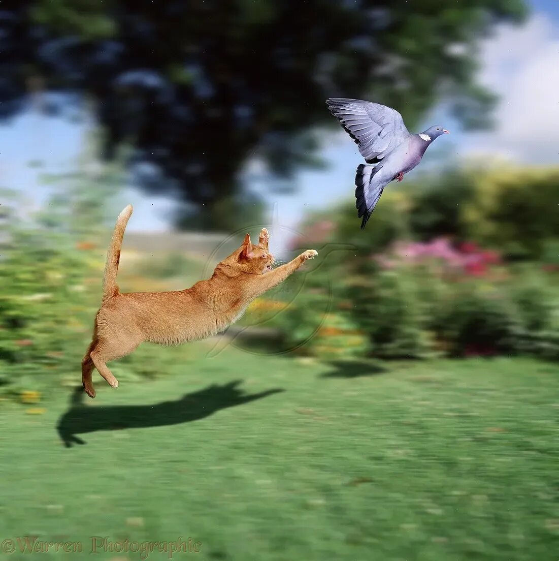 Ловля в прыжке. Летающие коты. Кот в прыжке. Кошка охотится на птиц. Кот охотится за птичкой.