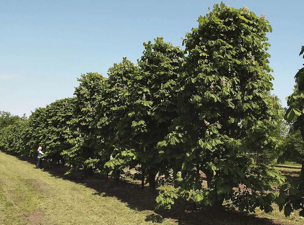 Aesculus hippocastanum. Каштан маленький. Aesculus hippocastanum baumannii. Каштан фастигиата. Aesculus hippocastanum.