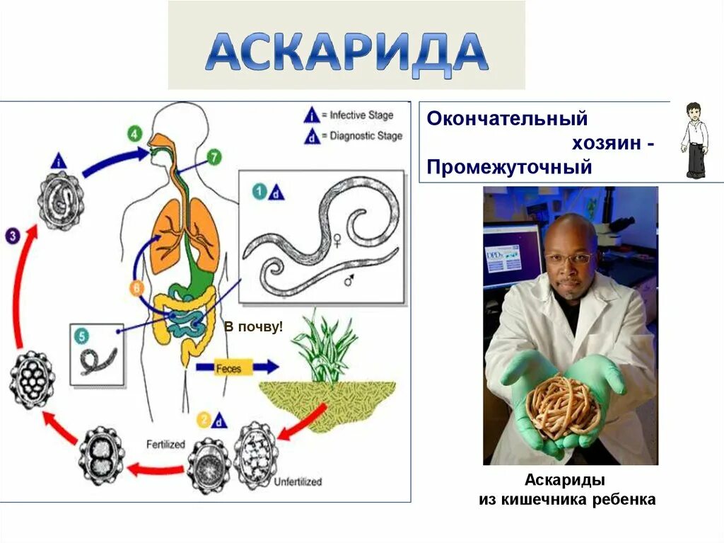 Аскарида человеческая основной и промежуточный хозяин. Промежуточный хозяин цикл развития человеческой аскариды. Аскарида жизненный цикл хозяин окончательный. Аскарида жизненный цикл промежуточный хозяин. Ascaris lumbricoides жизненный цикл.