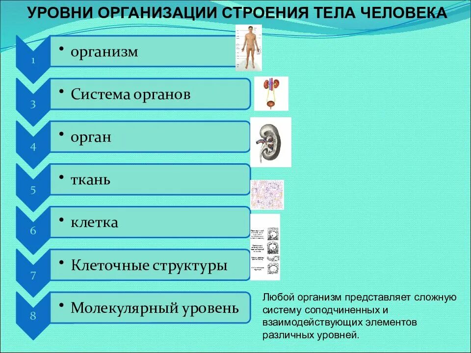 Организация уровней тела