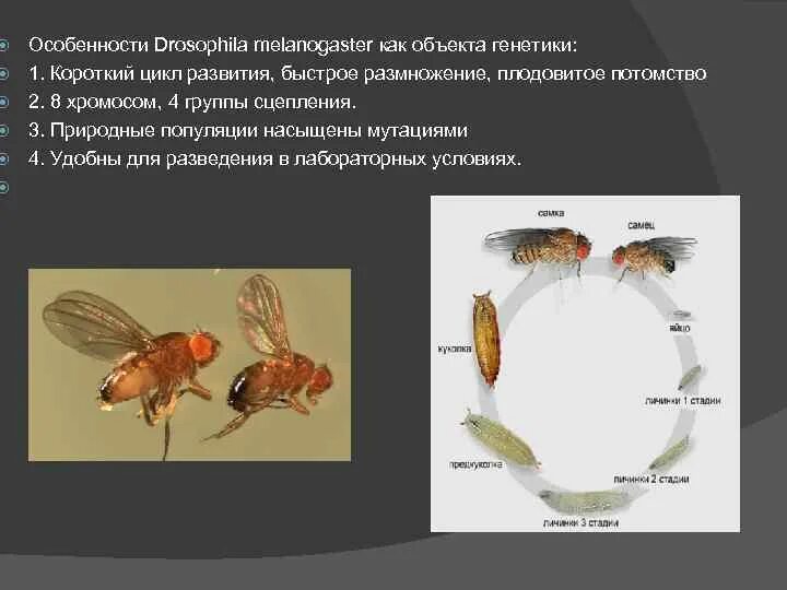 Какие причины могут вызвать мутации у дрозофил. Дрозофила melanogaster. Дрозофила объект генетических исследований. Цикл развития дрозофилы Меланогастер. Генетика объект изучения дрозофилла.