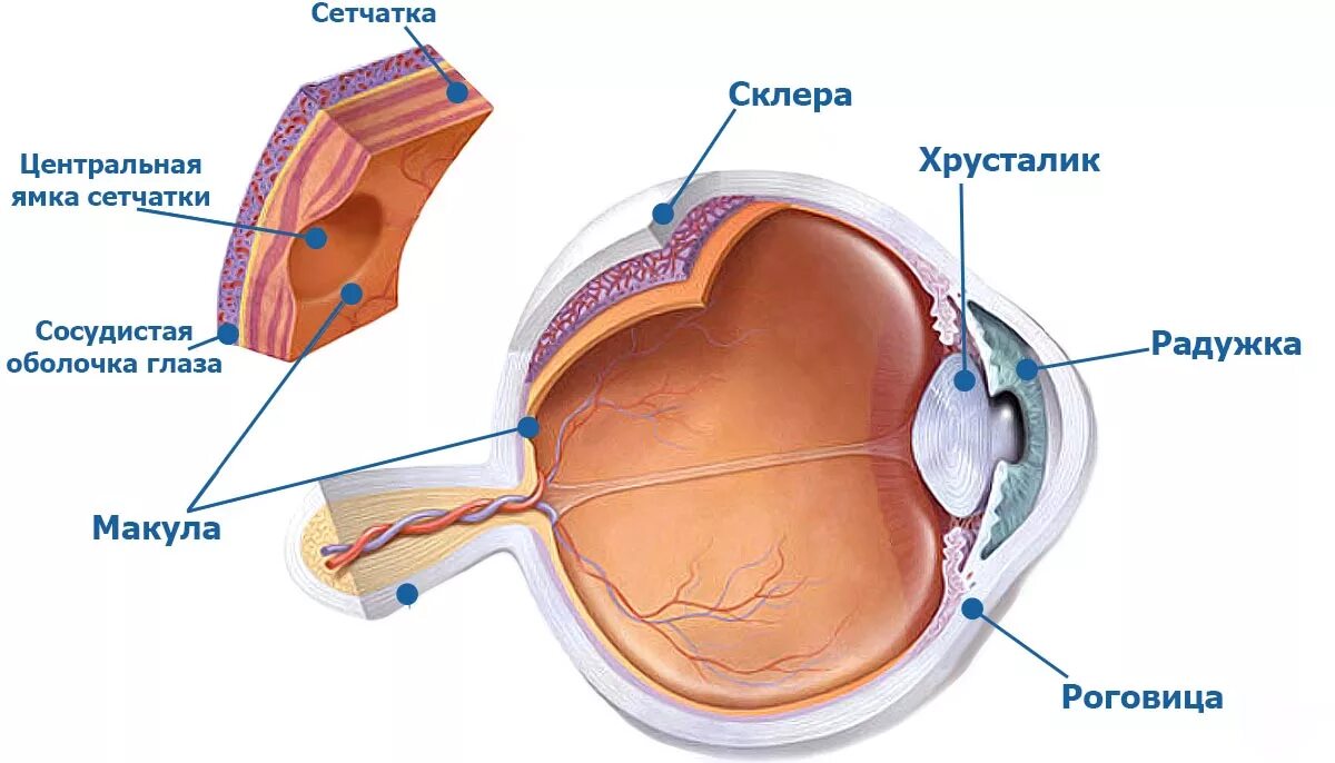 Желтое пятно это. Центральная ямка желтое пятно сетчатки. Строение желтого пятна сетчатки. Строение глаза анатомия сетчатка желтое пятно. Макула сетчатки анатомия.