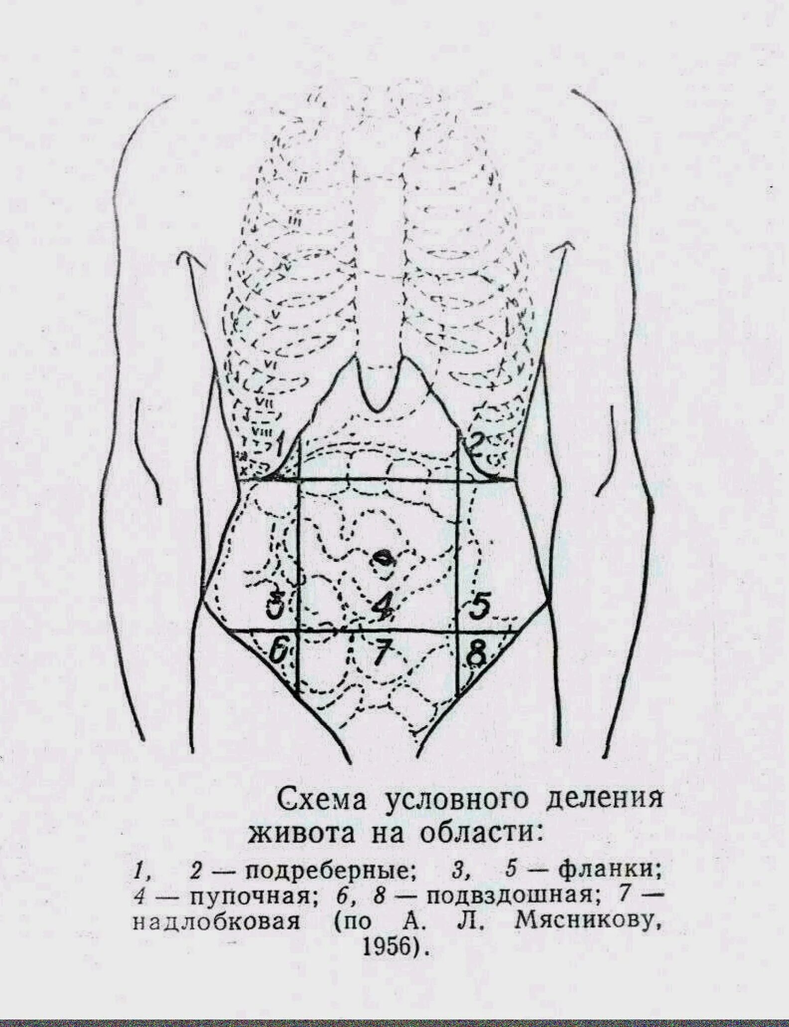 Проекция органов брюшной полости на переднюю. Топографические линии живота схема. Области живота схема проекция органов. Схема условного деления живота на области.