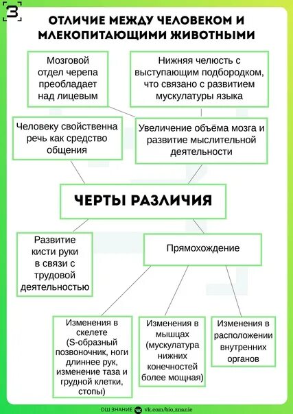 Черты сходства и различия человека. Различия между человеком и млекопитающими. Сходства и различия человека и млекопитающих. Сходства и различия между человеком и млекопитающими животными. Черты сходства и различия человека и млекопитающих таблица.