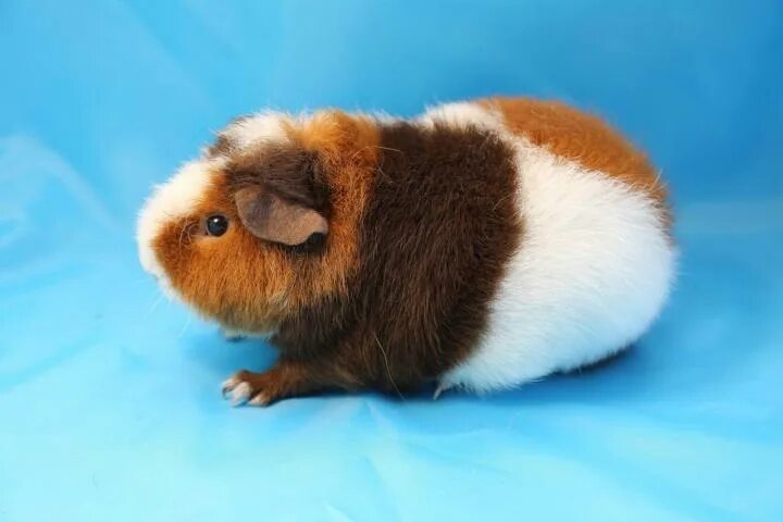 Окрасы породы крестед морской свинки. Морские свинки породы куи. Английский селф морская свинка. Морские свинки породы крестед. Таблица пород морских свинок.