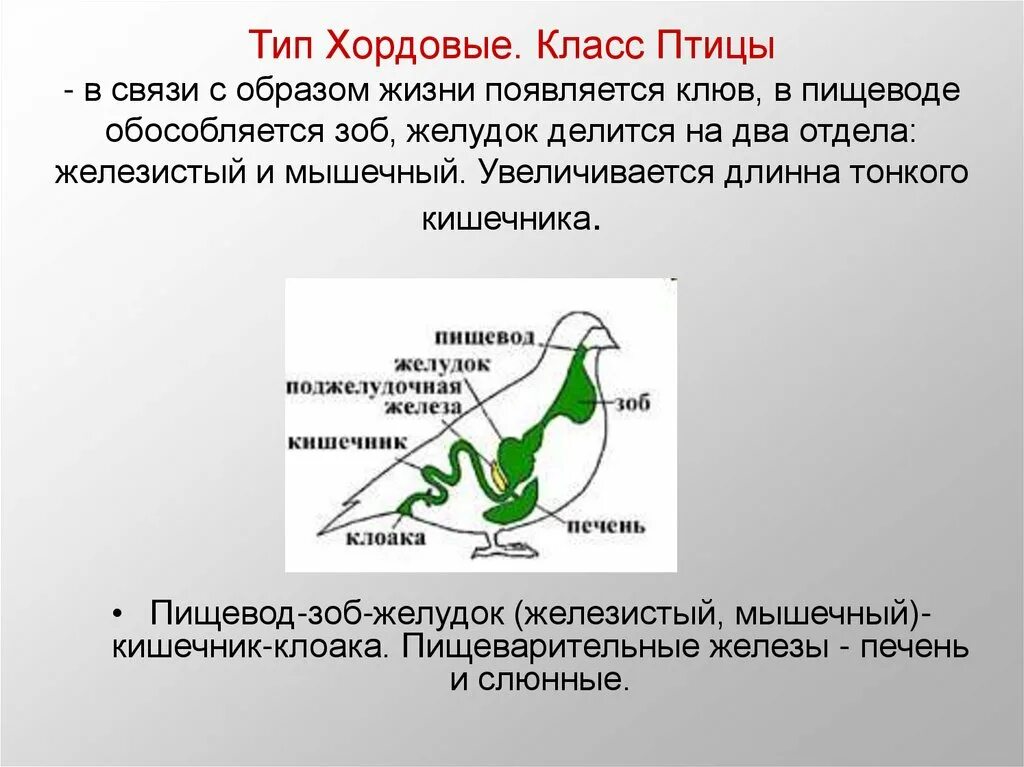 Пищеварительная система птиц 7 класс биология. Пищеварительная система класс птицы 7 класс. Характеристика пищеварительной системы птиц. Характеристика класса птицы. Пищеварительная система класса птиц