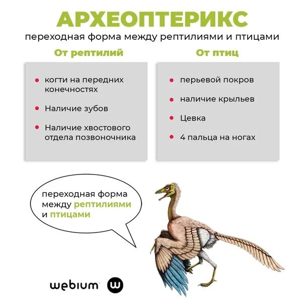 Чем отличается скелет птиц от пресмыкающихся. Археоптерикс переходная форма признаки. Задние конечности археоптерикса. Таблица черты археоптерикса. Особенности строения археоптерикса таблица.