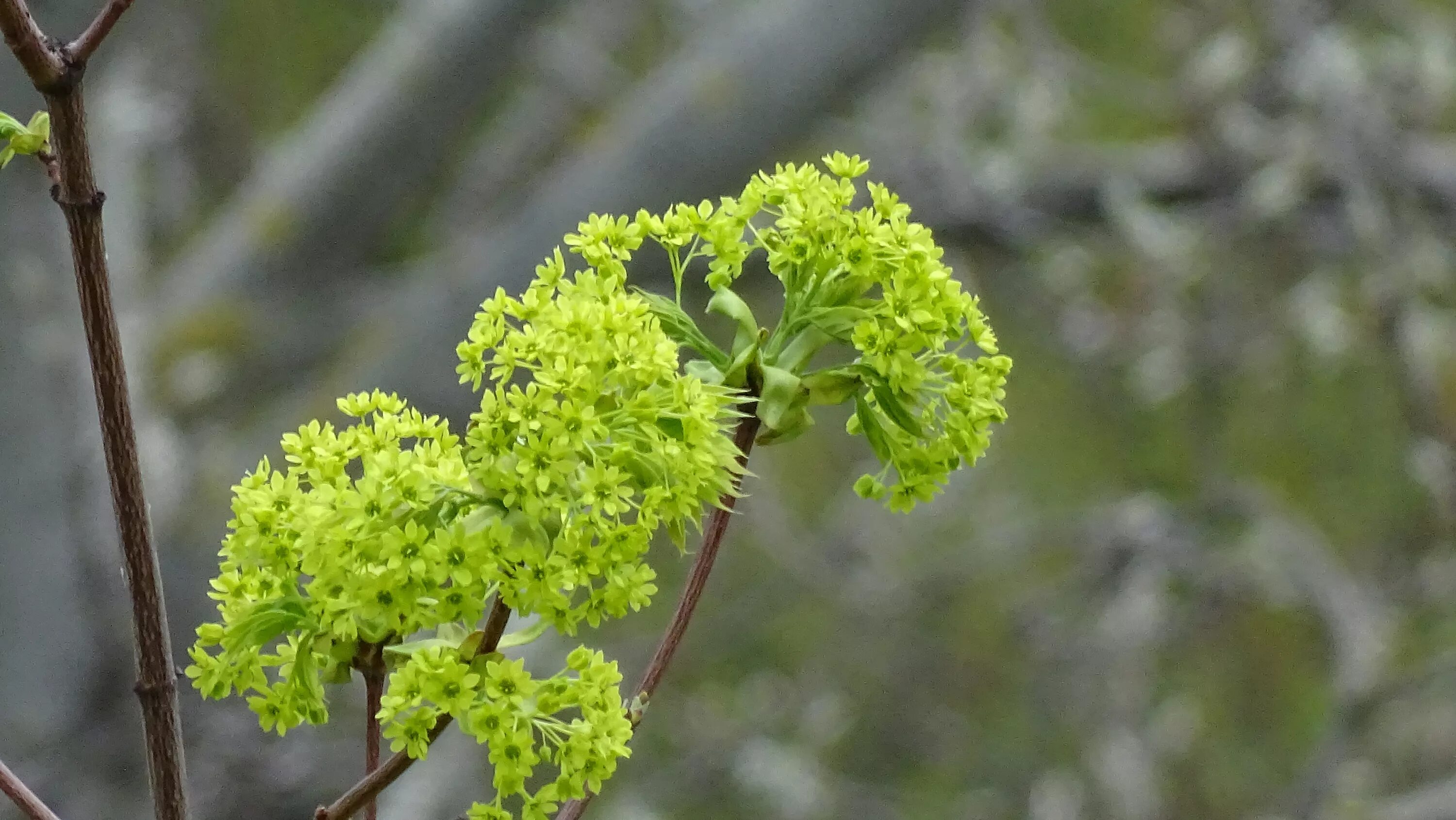 Книфофия оранж. Какое соцветие у клена. Клен остролистный медонос. Тип соцветия клена обыкновенного. Клен остролистный весной.