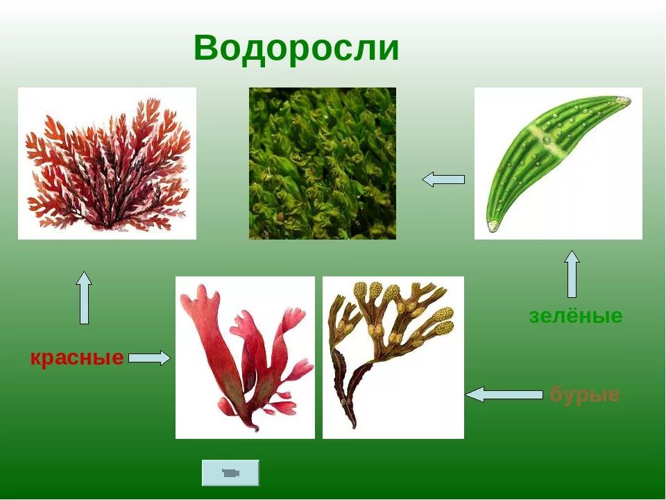 Группа растений водоросли примеры названия. Виды водорослей. Красные и зеленые водоросли. Водросли красные,зелёные,бурые. Красные водоросли и зелёные водоросли.