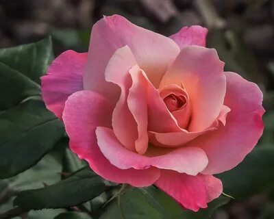 This rose