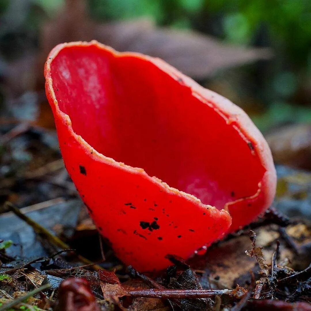 Алая Эльфова чаша гриб. Весенние грибы саркосцифа. Саркосцифа алая Sarcoscypha coccinea. Гриб саркосцифа ярко красная. Красный весенний гриб