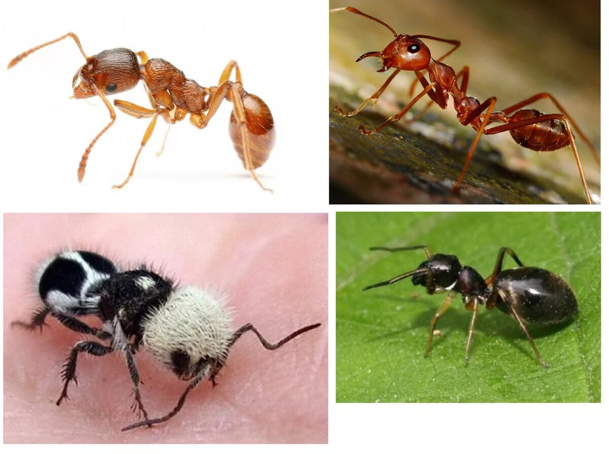 Сколько муравей в мире