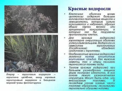 Оболочка клеток содержит целлюлозу