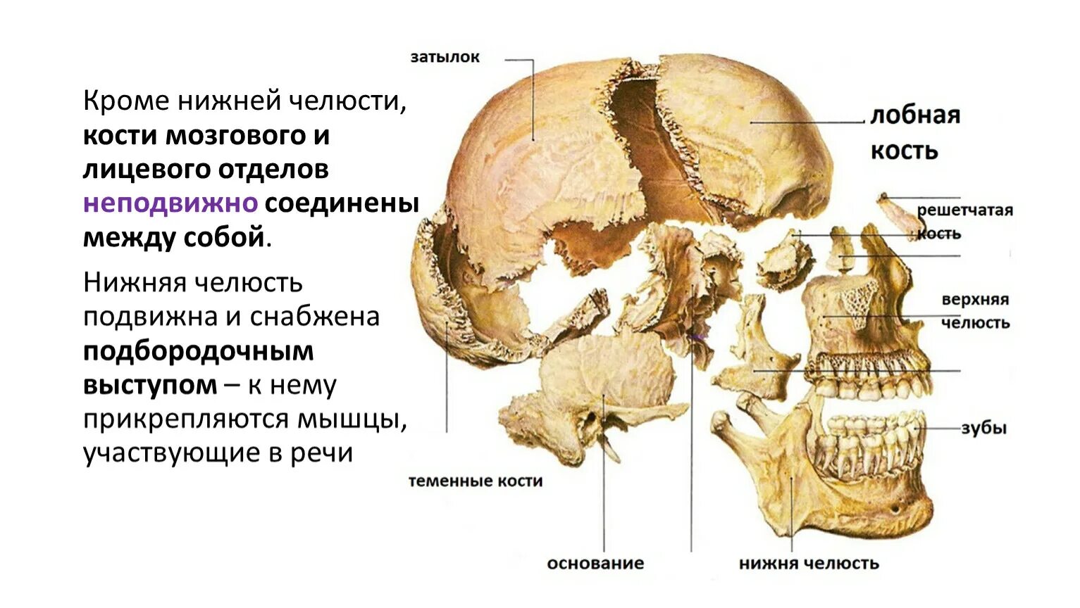 Какие кости относятся к височным. Теменная кость кость кость. Теменные кости черепа. Кости черепа теменная кость. Кости черепа теменная кость анатомия.