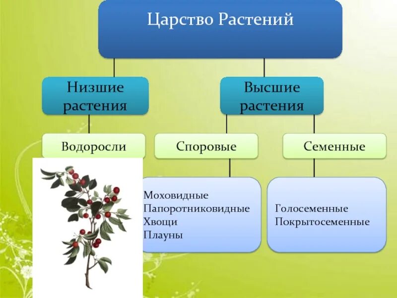 Таблица высших и низших растений. Высшие и низшие растения. Споровые и семенные растения.. Схема царство растений Подцарство низшие растения. Систематика растений высшие и низшие растения.