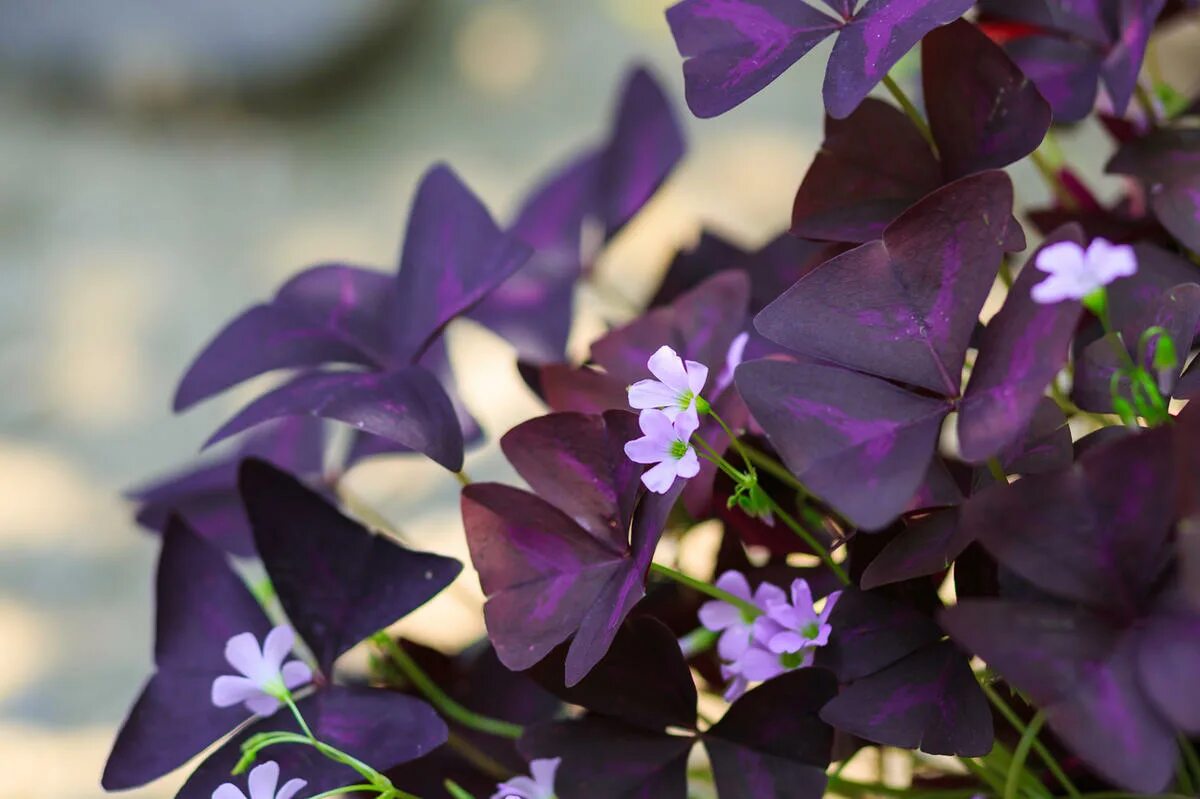 Кислица оксалис. Кислица треугольная (Oxalis triangularis). Оксалис махагони. Оксалис Кислица треугольная бургунди. Домашние цветы бабочки