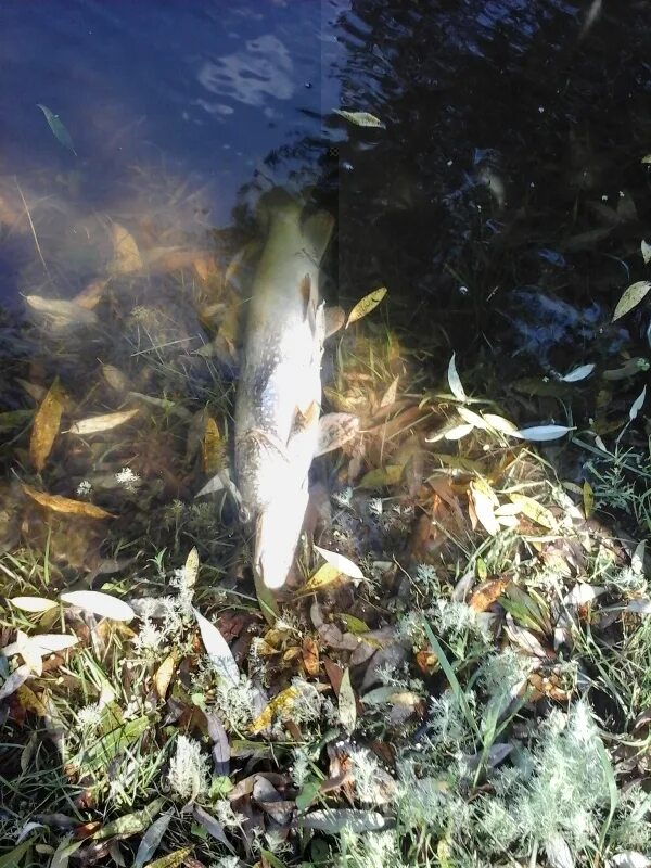 Рыбалка старый оскол. Весёлая лопань белгородской области рыбалка. Дом рыбака старый оскол. Пруды старый оскол. Русло старооскольского водохранилища.