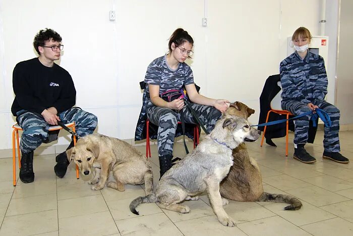 Lucky собаки Ярославль Заволжский район. Выставка в Вологде бессудомных кошек и собак. Благотворительная выставка Владивосток своп и раздача животных. Выставка и продажа кошек и собак в Ярославле в.