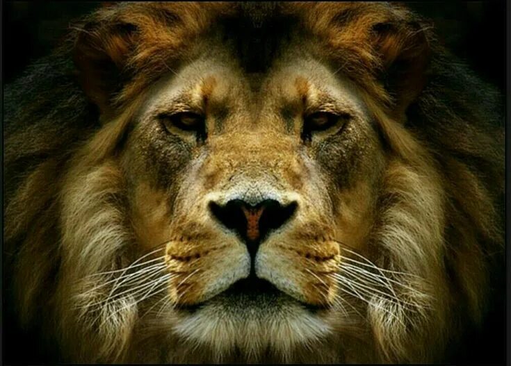 Pin by Michael Anschutz on Stage Makeup Spring 2017 Lion poster, Big cats, Lion 