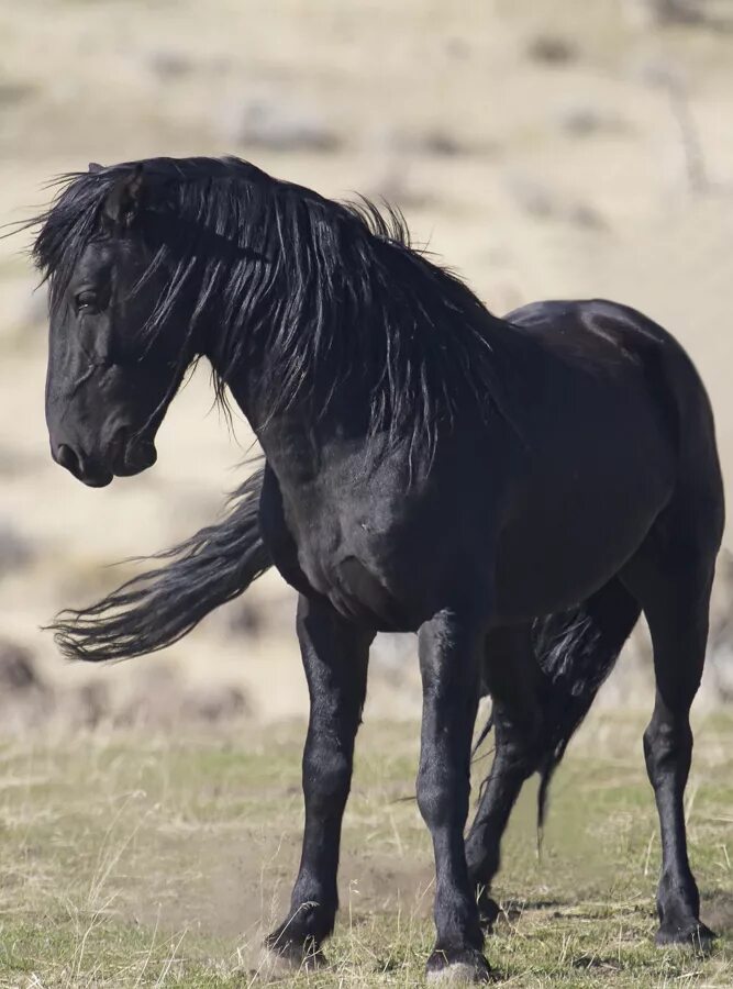 Черный цвет лошади. Вороной Мустанг лошадь. Порода Мустанг. Лошадь породы Мустанг черный. Монгольский Мустанг.