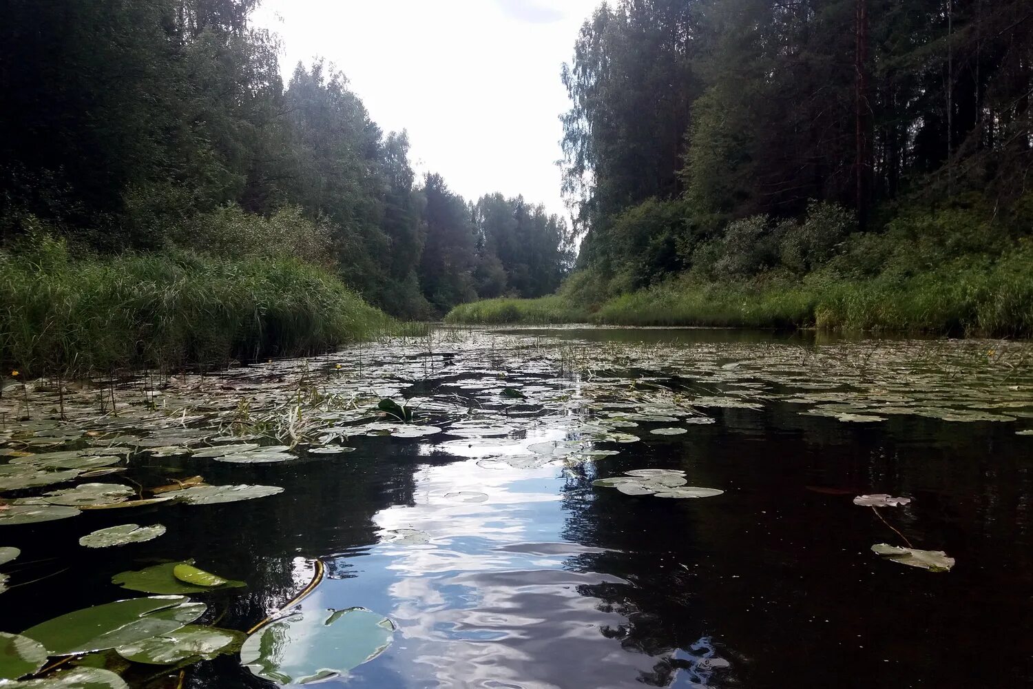 Воды рек коми. Летка (река). Река Летка фото. Летка река Коми. Река Луза фото.