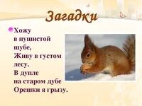 Детские песни про белочку