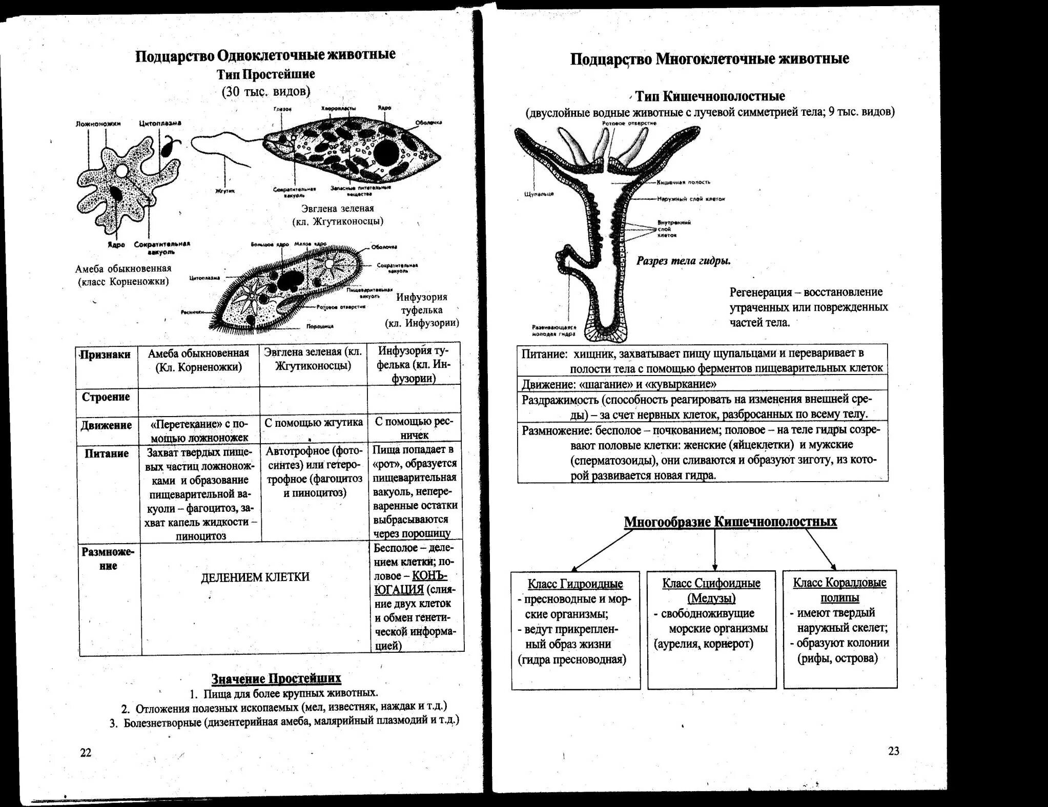 Значение групп простейших. Одноклеточные колониальные и многоклеточные организмы таблица. Таблица биологии одноклеточные и многоклеточные. Одноклеточные и многоклеточные организмы таблица 9 класс. Таблица характеристика животных одноклеточных и многоклеточных.