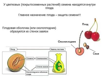 Семена цветов образуются из
