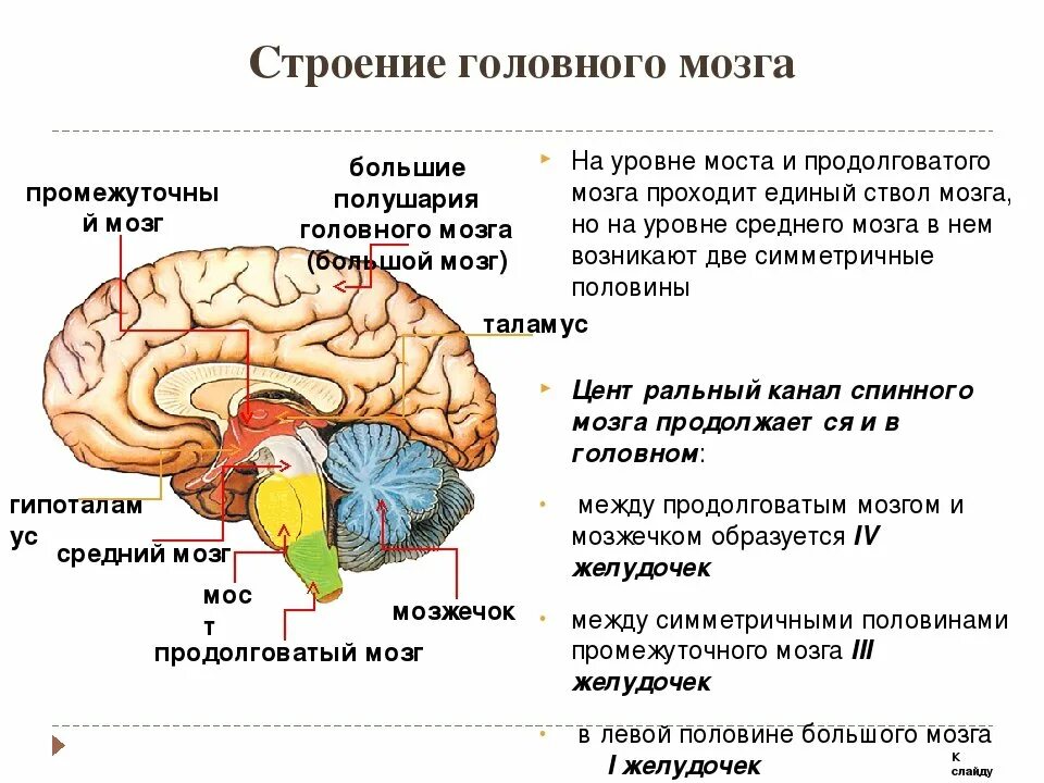 Какой отдел головного мозга обеспечивает координацию движения. Функции отделов головного мозга анатомия. отделы структура и функции головного мозга. головной мозг строение и функции. функциональные отделы головного мозга таблица.