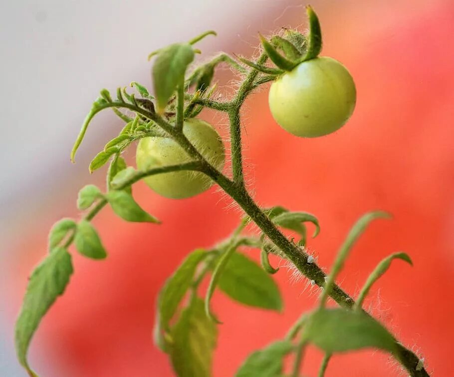 Какие листья у помидора