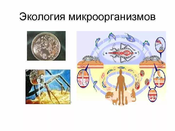 Микрофлора окружающей среды. Презентации по экологии микроорганизмов. Экология бактерии. Экология микробов микробиология. Экология бактерии.