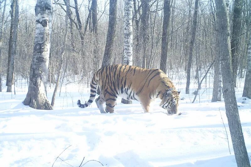 Тигры живущие в россии. Амурский тигр ареал. Ареал Амурского тигра. Тигр ареал обитания. Ариаламурского тигра.