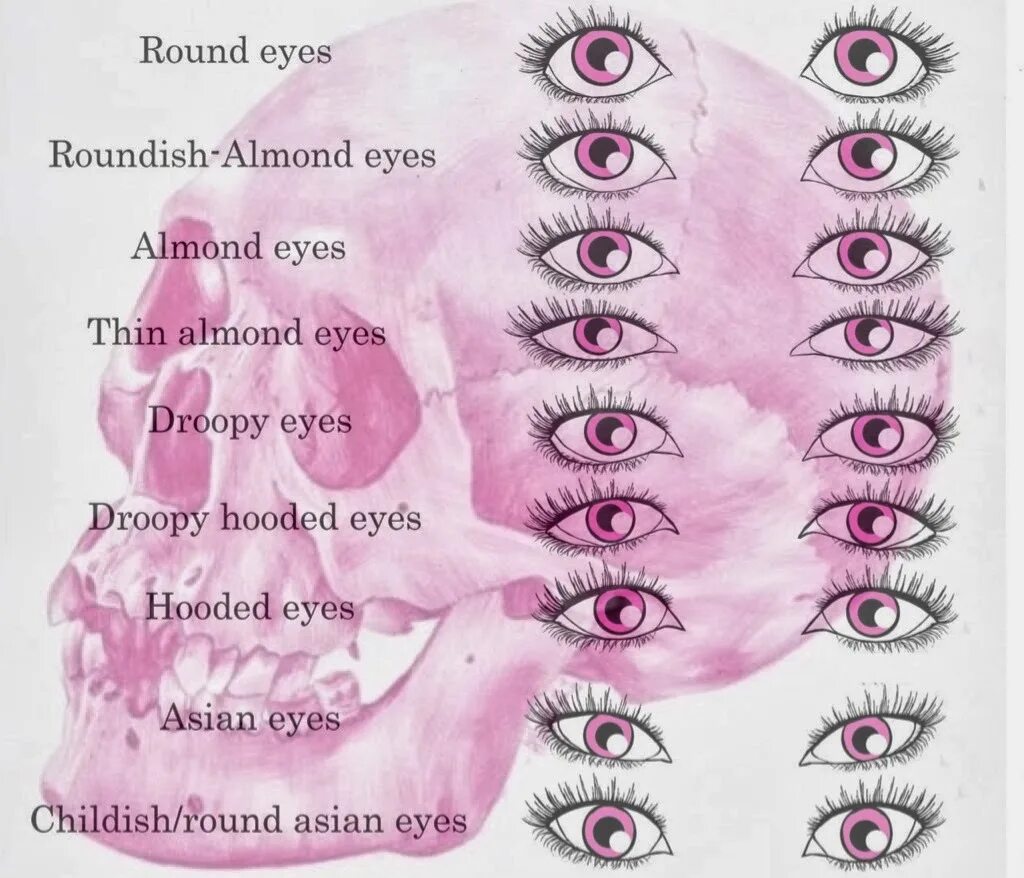 Глаз как переводится. Roundish Almond Eyes. Round форма глаз. Almond Eyes глаза. Форма глаз миндаль.