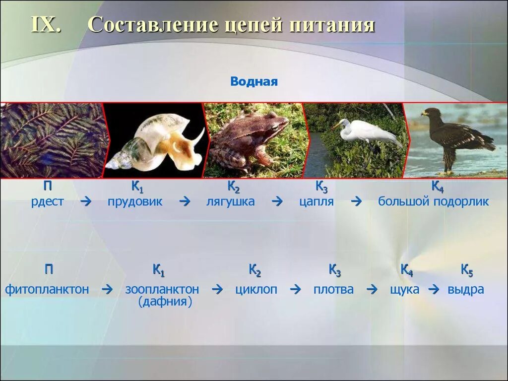 Составить пищевую цепь водоема. Цепи питания. Цепочка питания. Пищевая цепочка водоема. Составление цепей питания.