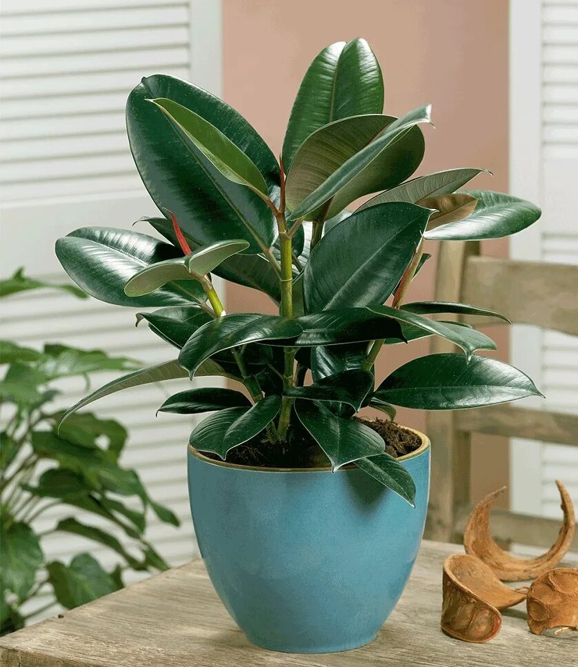 Как посадить фикус. Комнатные цветы фикус. фикус air cleaning houseplant. кактус каучуконосный. горшечный цветок - фикус.