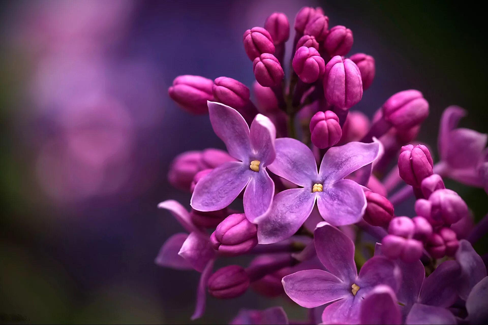 Flower mm2. Трехлистная сирень. Пятилистная сирень. Сирень Макросъёмка. Сирень соцветие.