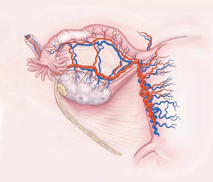 Венозное сплетение яичка. Маточная артерия анатомия. Сосуды кровоснабжающие яичник. Яичниковая Вена анатомия. Яичниковая артерия анатомия.