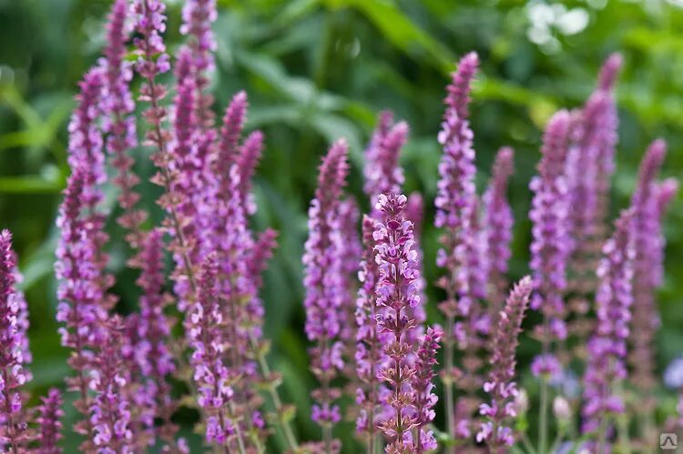 Шалфей дубравный amethyst. Шалфей дубравный аметист. Salvia nemorosa amethyst. Шалфей дубравный аметист. Шалфей дубравный аметист.