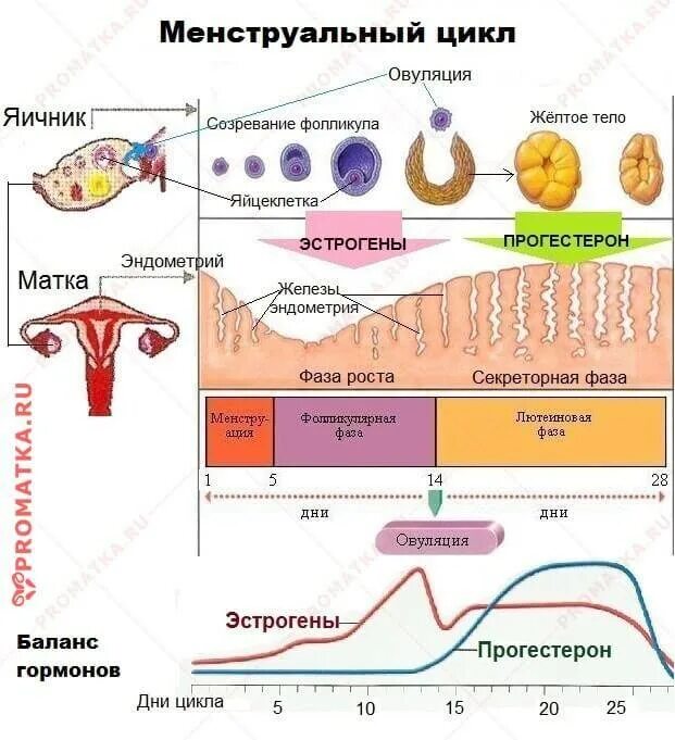 Гормоны после удаления яичника. Цикл менструационного цикла гормоны. Фазы менструального цикла схема. Гормоны по фазам менструационного цикла. Менструальный цикл гормоны схема.