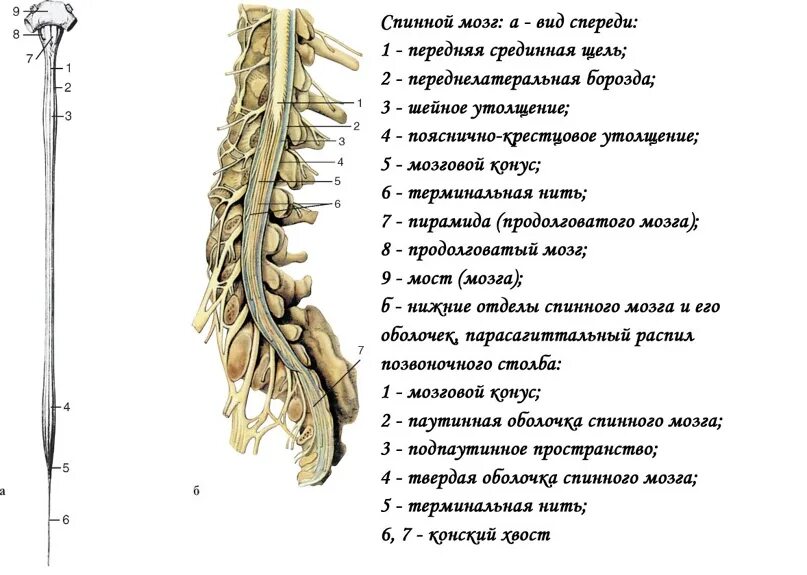 Пояснично-крестцовое утолщение спинного мозга. Строение спинного мозга утолщения. Строение спинного мозга вид спереди.