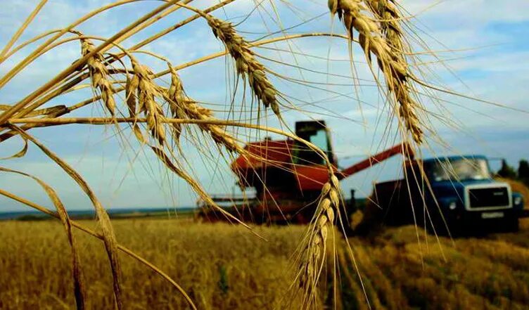 Сельский потребительский. Сельскохозяйственное поле Карелия. Последовательность аграрной политики. Закон Минсельхоз.