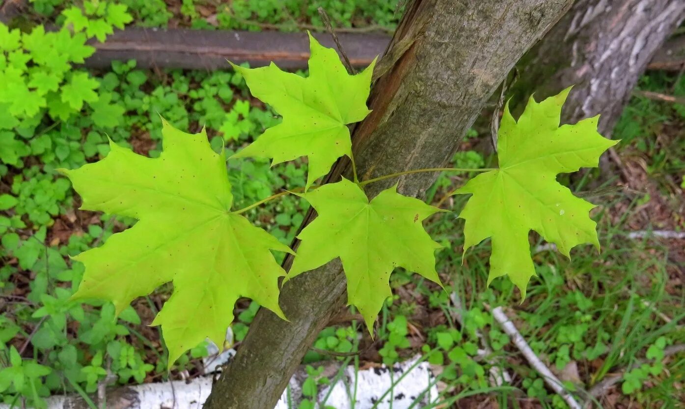 Клён остролистный. Клен платановидный. Клен остролистный (Acer platanoides). Клен остролистный лист.