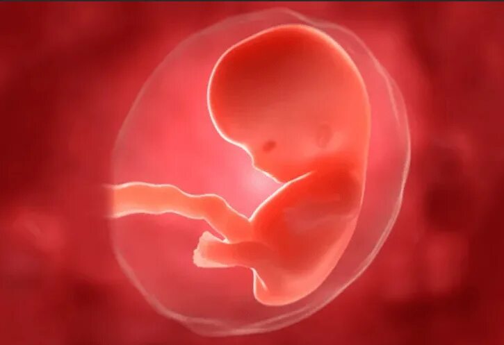 Три триместра. Эмбрион на 3 месяце беременности. Первый триместр беременности плод. Зародыш 3 месяца ребенок.