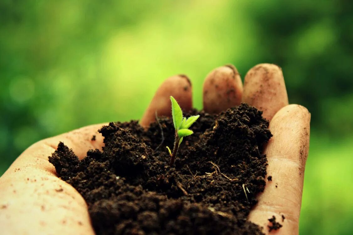 Плодородие почвы. Почва. Здоровая почва. Красивая почва. Здоровая плодородная почва.
