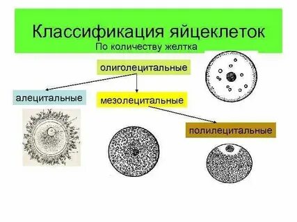 Яйцеклетка человека изолецитальная