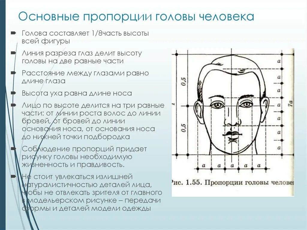 Полная информация о профиле человека. Пропорции головы человека. Основные пропорции лица человека. Основные пропорции головы. Основные пропорции человеческой головы.