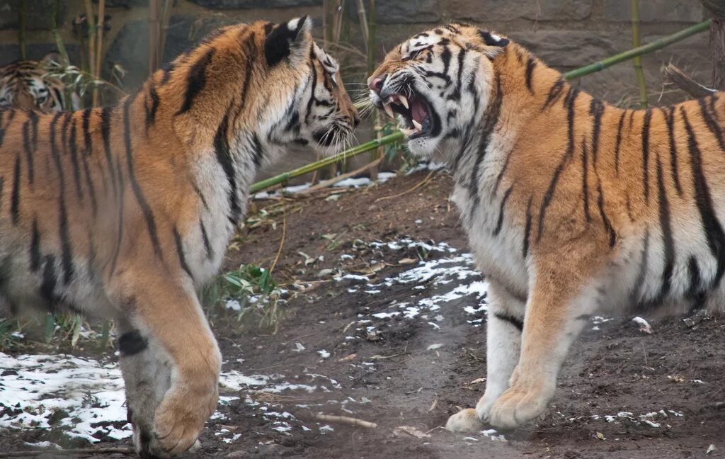 Туранский тигр против берберийского Льва. Туранский тигр. Тигр драка. Битва тигров. Схватка тигров