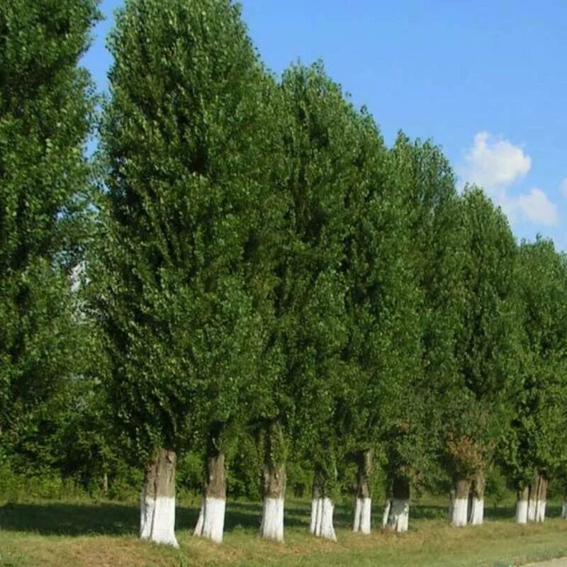 Тополь род. Гензе пирамидальный тополь. тополь пирамидальный populus pyramidalis. тополь дерево. тополь башкирский пирамидальный.